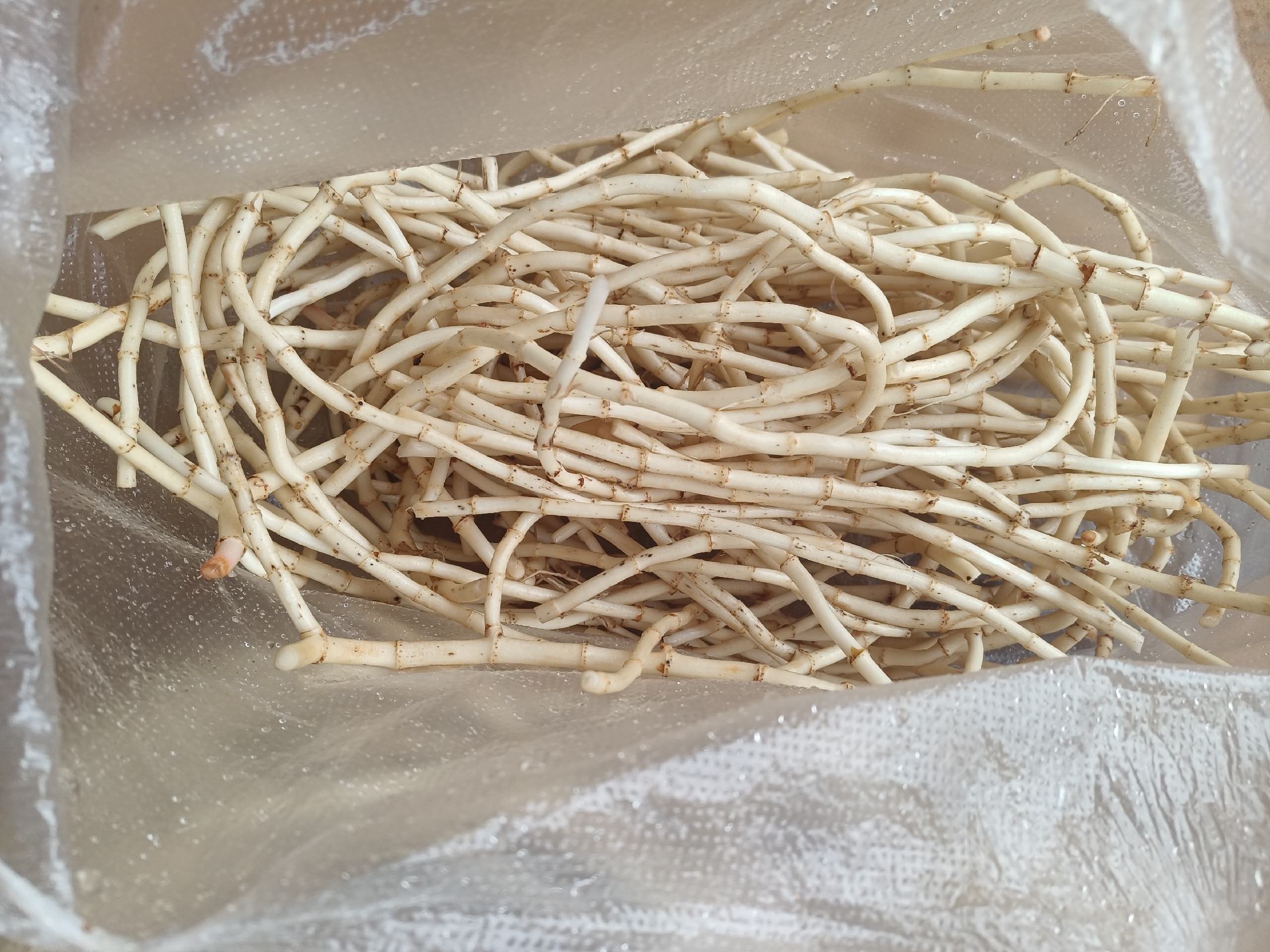 鱼腥草植株地上部与地下根状茎解剖对比图