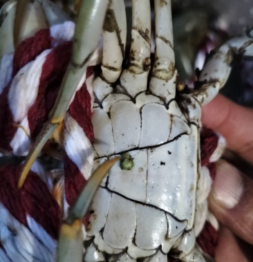 福建本地青蟹猷蠓需要联系下单各个规格青蟹