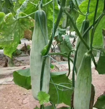 [羊角蜜甜瓜批發]自家種植羊角蜜甜瓜開棚了,包熟包甜包脆價格0.