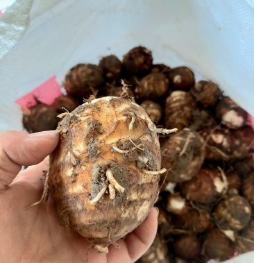 [毛芋头批发]永定六月红毛芋仔开始上市.价格2.00元/斤 - 一亩田