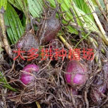 冰球子种苗，毛兹姑，，