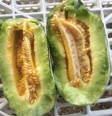 [博洋甜瓜批发]博洋甜瓜价格0.50元/斤 - 一亩田