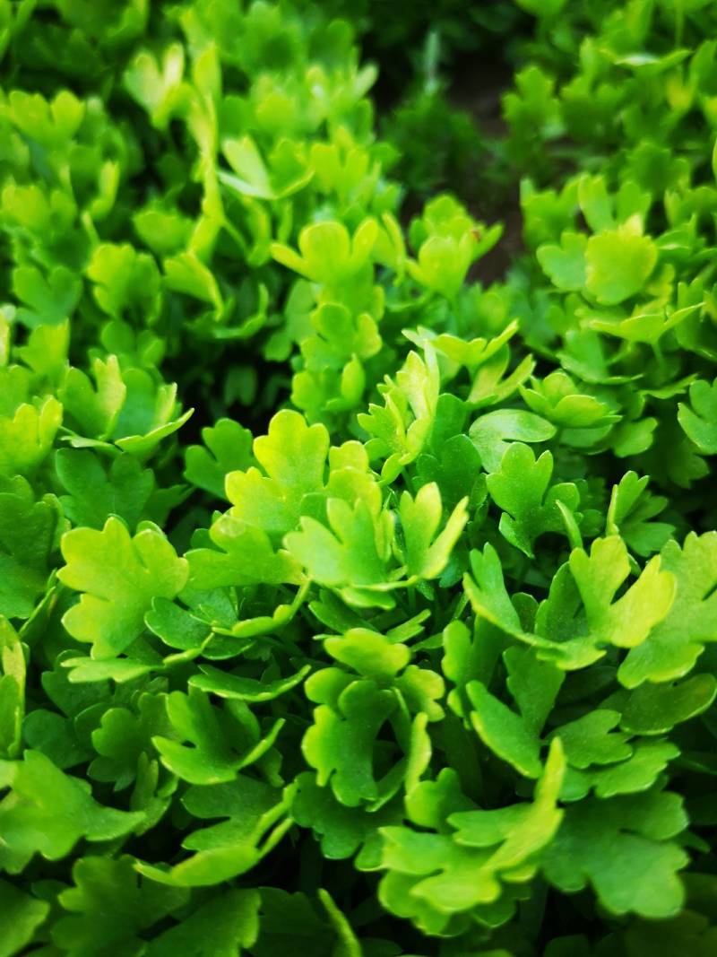 种植基地三叶香