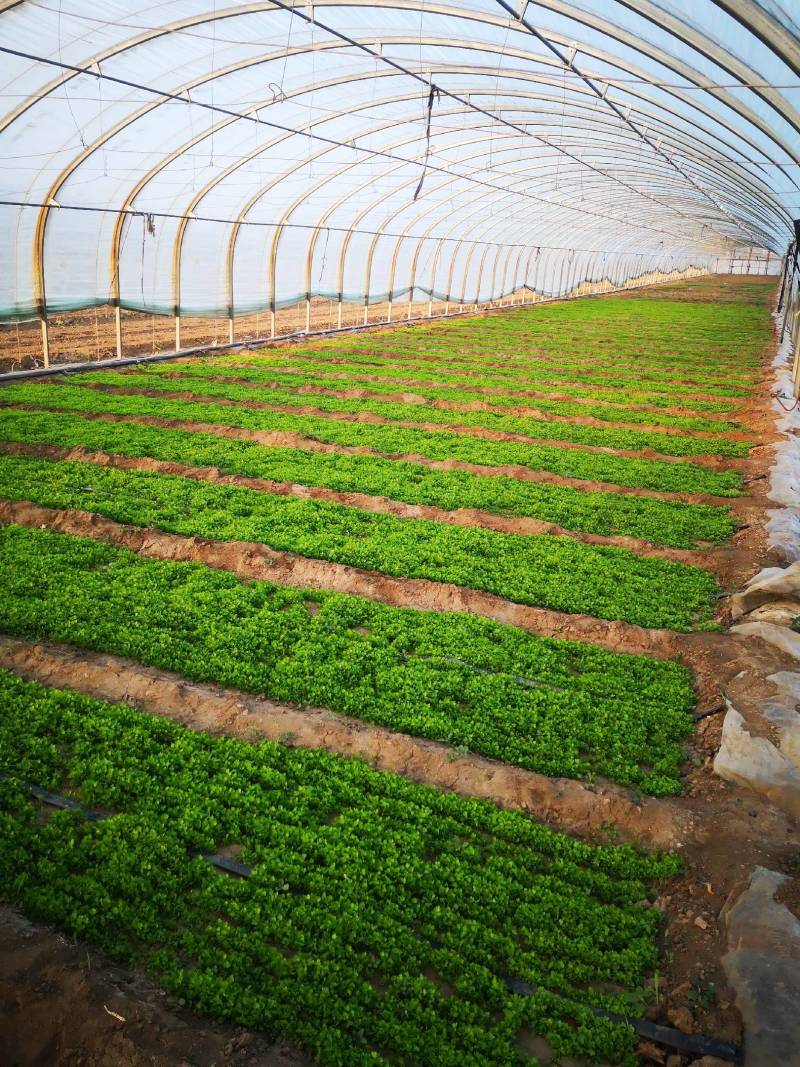 种植基地三叶香