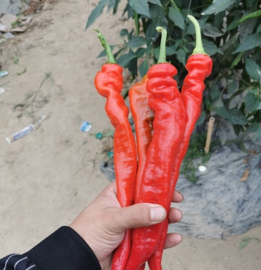 螺丝椒全红精品,量不多.