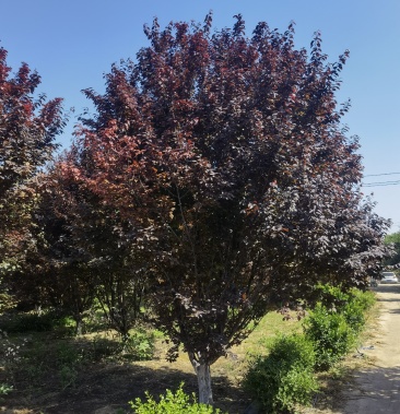 [红叶李批发]12-15公分精品紫叶李 分枝点80左右 高度4米以上价格1.