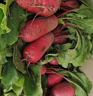 优质水萝卜产地直销