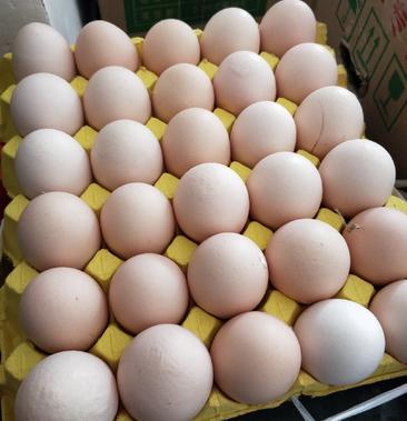 [鸡蛋批发]粉壳红心蛋价格19500元/件 