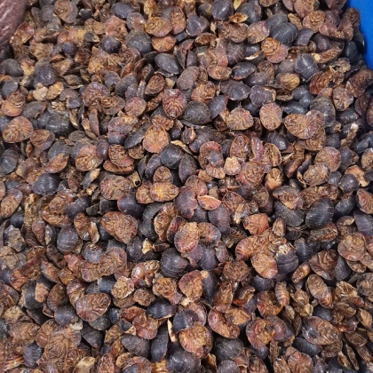 邵东市土鳖虫价格行情走势 - 一亩田