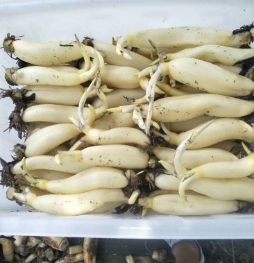 [莲藕批发]马踏湖脆藕价格28.00元/斤 - 一亩田