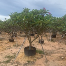 红花鸡蛋花供应:头径5-15公分，欢迎前来选购。