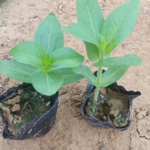 抢购！低价高品质百日草杯苗基地直发欢迎咨询