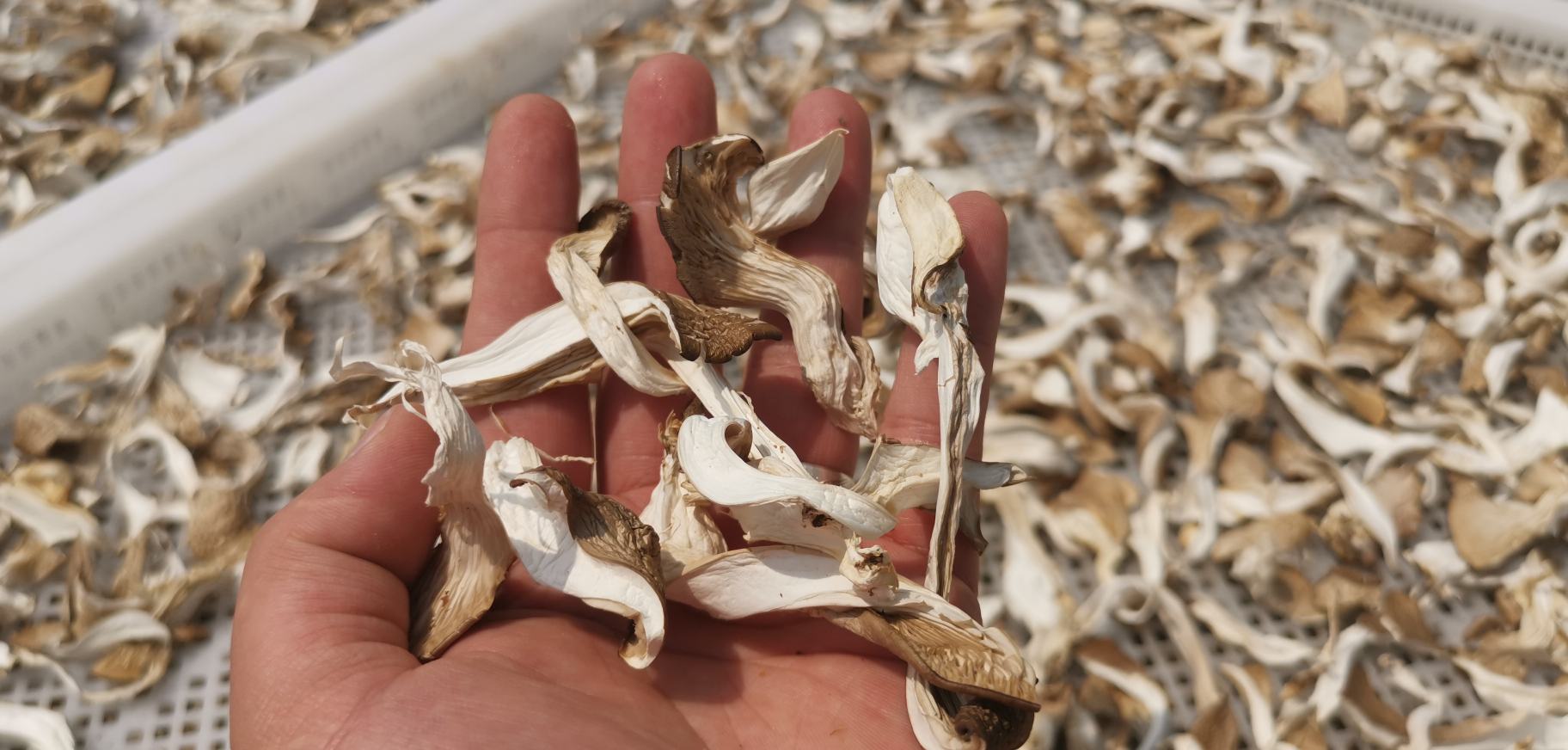 平菇在烤架上烘烤,表面微微焦黄 平菇在烤架上烘烤的场景