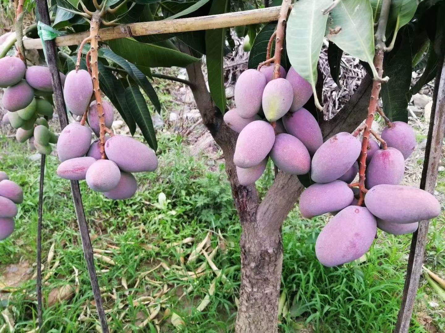 贵妃芒整体外观