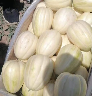 河套特产白莲脆香瓜