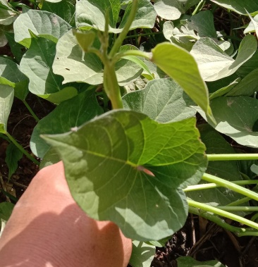 [红薯苗批发]玛莎莉红薯苗价格0.04元/棵 - 一亩田