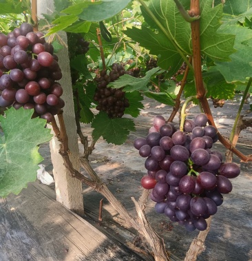 [玫瑰香批发]葡萄价格10.00元/斤 - 一亩田