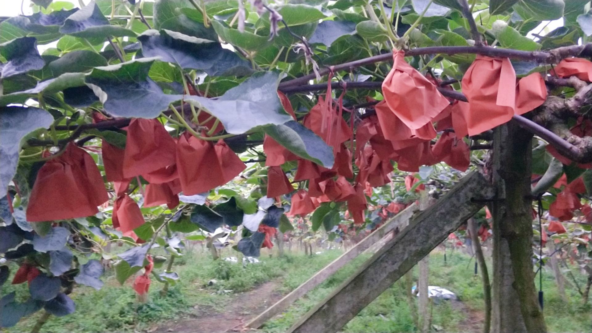 黄心猕猴桃在纸袋中与香蕉一起催熟