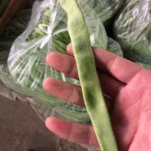 需要刀豆的可以联系我