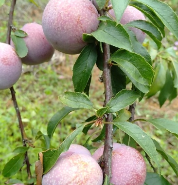 [三华李子批发]三华李价格98.00元/件 - 一亩田