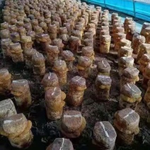 桑黄菌包，大量现货菌包待嫁