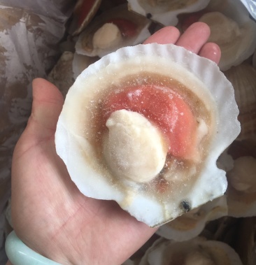 产地直供夏夷贝大扇贝 单体单冻 整箱全国发货