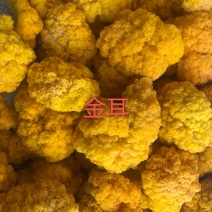 云南优质金耳全国诚招代理