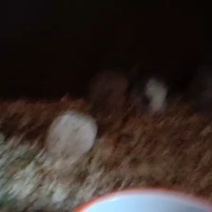 宠物精品龙猫