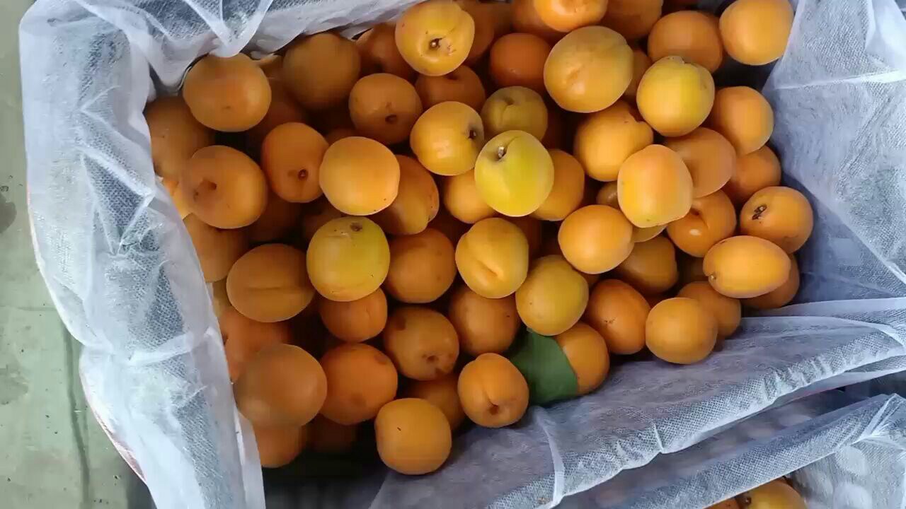 特产凯特杏包装与销售场景
