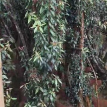 杜鹃