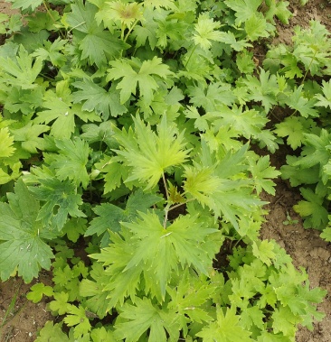 [飛燕草種子批發]大花飛燕草 直產直銷 批發價格價格0.