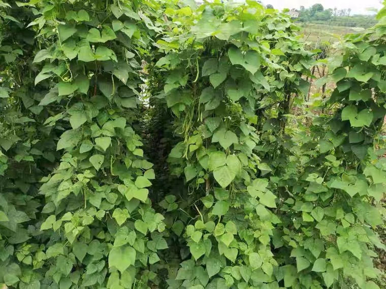 展示打顶后扁豆植株侧枝生长旺盛,搭架后生长整齐、通风良好 扁豆搭架与打顶后生长对比图