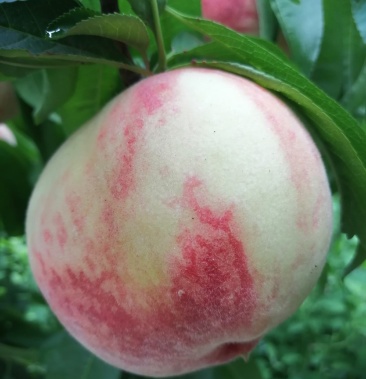 中桃9号,新品种,着色好味甜,硬度大耐储运