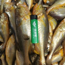 大梅童鱼梅子鱼小眼睛鱼大头宝圆头宝鲜货，丝网，统货