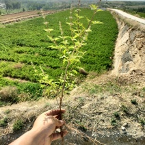 山荆子苗树小苗绿化工程专用苗木护坡绿化带荒山种植造林