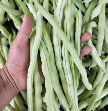 白不老白芸豆摘不败压爬架产量高颜色白口感鲜美欢迎采购