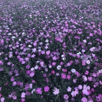 常夏石竹绿化护坡地被种子五彩石竹批发宿恨易活景区植物