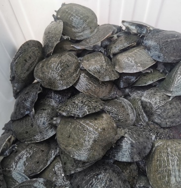 麻辣甲鱼成品甲鱼宰杀好甲鱼冷冻包装发货活体鲜活