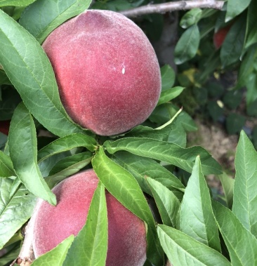 [春雪桃批发]毛桃价格1.60元/斤 - 一亩田