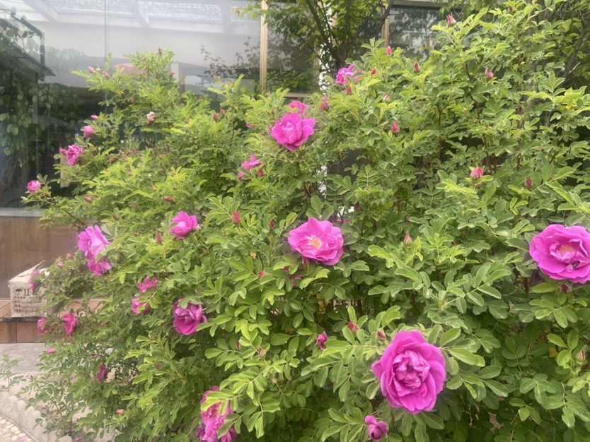 四季玫瑰盛开在庭院中