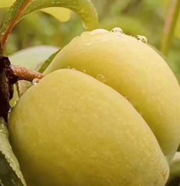 正宗贵州六马蜂糖李,比蜜还甜的水果,富含蛋白质,维生素等