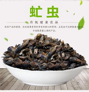 虻虫的药用功效与作用图片