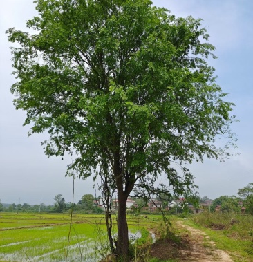 精品榔榆丛生榔榆小叶榆造型榆树35公分榔榆规格齐全