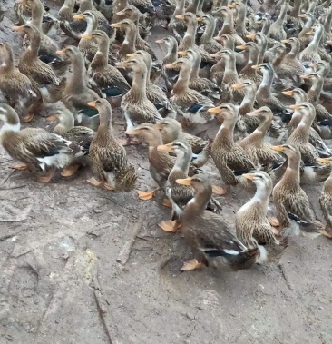 [麻鸭批发]70天父母带麻母鸭,自家喂养,无中间商.价格6.