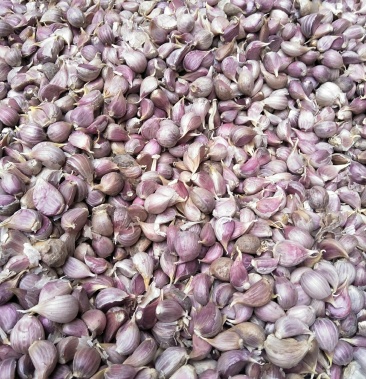 四川彭州正月早早熟红根红皮大蒜耐寒抗冻早熟品种