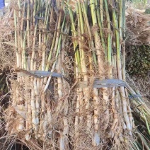 白洋淀芦苇苗，盆栽芦苇，白根多须，成活率极高