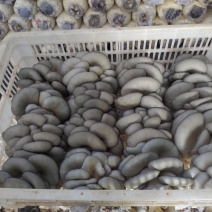 平菇菌棒出菇菌包反季节高产高抗熟料栽培菌包