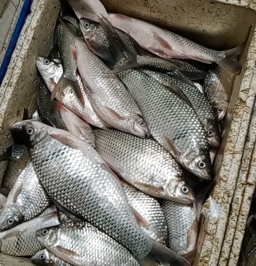 [鲮鱼批发]鲮鱼价格4.00元/斤 - 一亩田