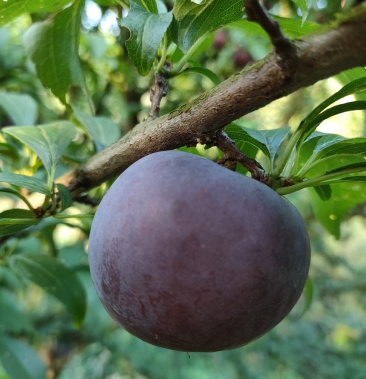 紫琥珀李子又叫早黑李酸甜可口美味多汁果型漂亮
