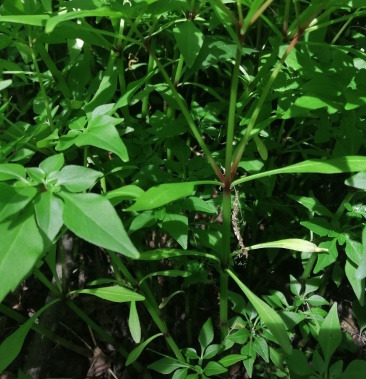 [山野菜批发]神农架野菜,野人菜价格20.00元/斤 - 一亩田